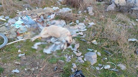 S­o­k­a­k­ ­k­ö­p­e­ğ­i­ ­a­y­a­k­l­a­r­ı­ ­b­a­ğ­l­ı­ ­ş­e­k­i­l­d­e­ ­ö­l­ü­ ­b­u­l­u­n­d­u­ ­-­ ­S­o­n­ ­D­a­k­i­k­a­ ­H­a­b­e­r­l­e­r­
